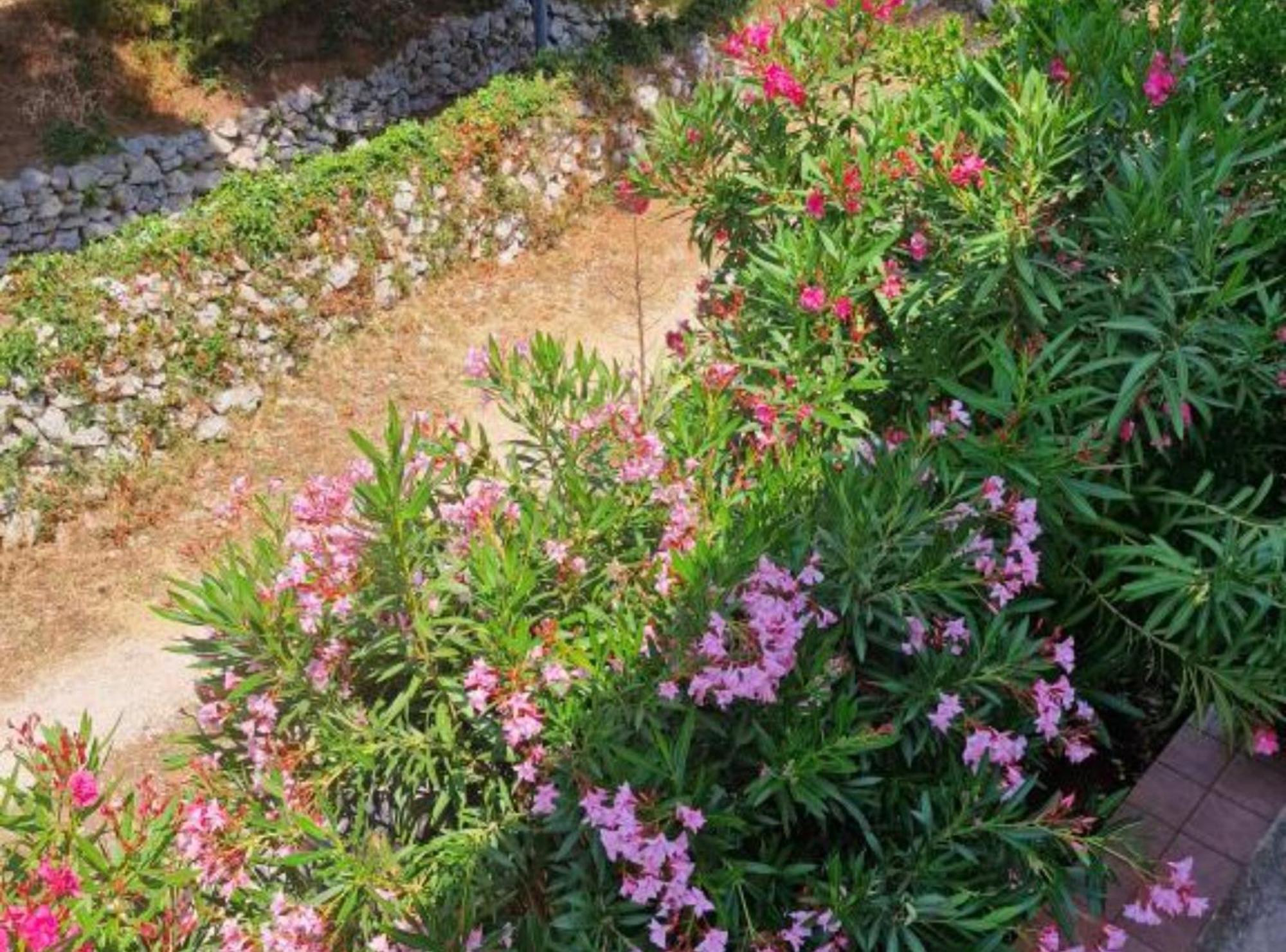 Pansion Belvedere 木洛希尼 外观 照片